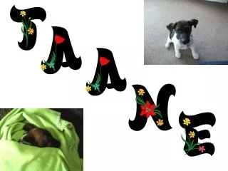 Name: Taane Breed: Jack Russell + Fox Terrier