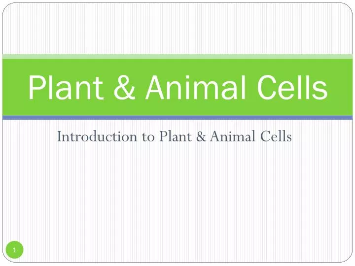 plant animal cells