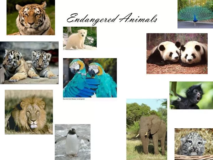 endangered animals