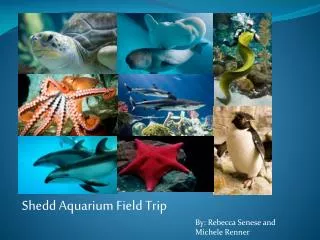Shedd Aquarium Field Trip