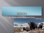 Bison - slide 1