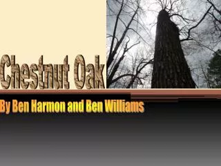 Chestnut Oak