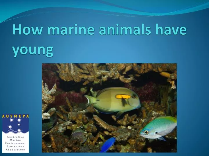how marine animals have young