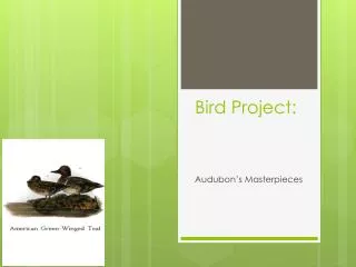 Bird Project: