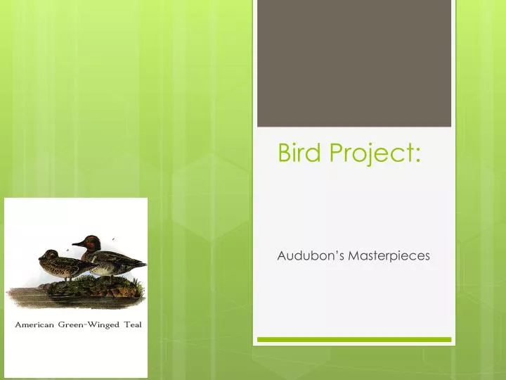 bird project