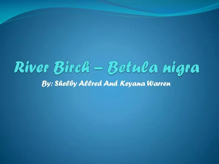 river birch betula nigra