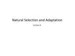 Natural Selection and Adaptation - slide 1