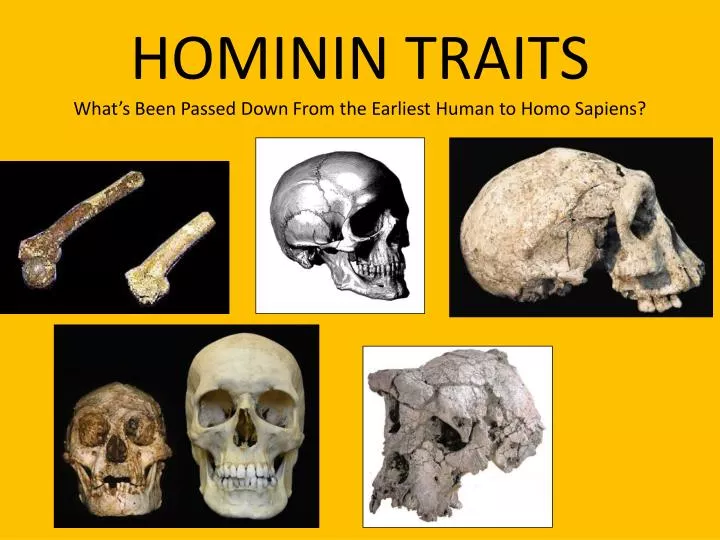 hominin traits what s been passed down from the earliest human to homo sapiens