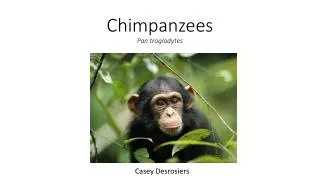 Chimpanzees Pan troglodytes