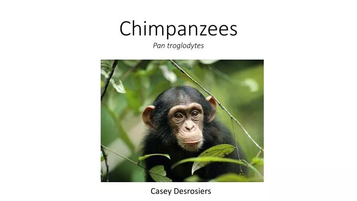 chimpanzees pan troglodytes