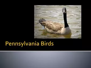 Pennsylvania Birds