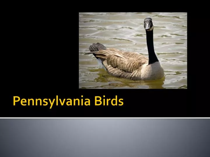 pennsylvania birds