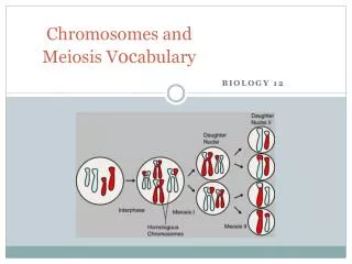 Chromosomes and Meiosis V oc abulary