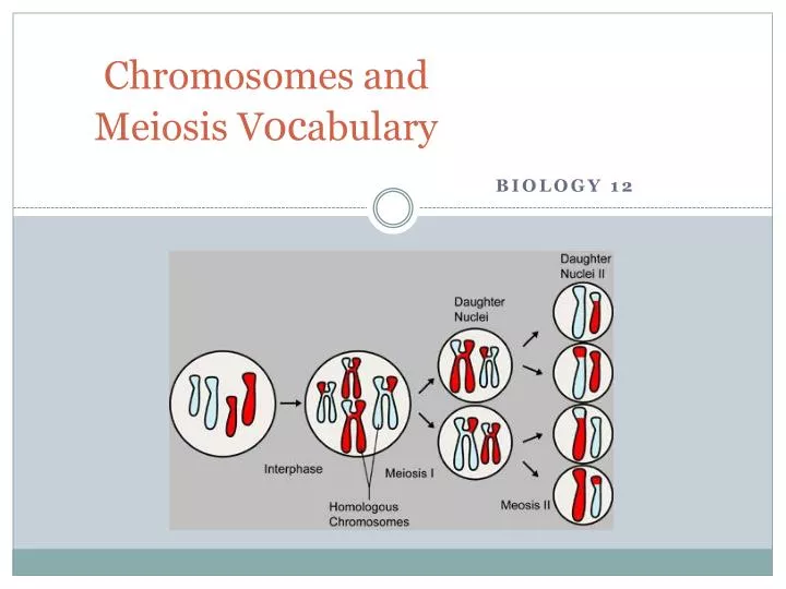 chromosomes and meiosis v oc abulary