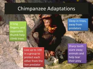 chimpanzee adaptations