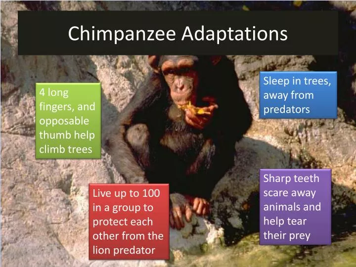 chimpanzee adaptations
