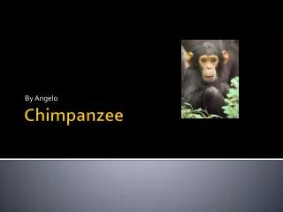 Chimpanzee