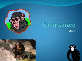 C himpanzee