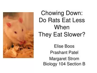 Chowing Down: Do Rats Eat Less When They Eat Slower?