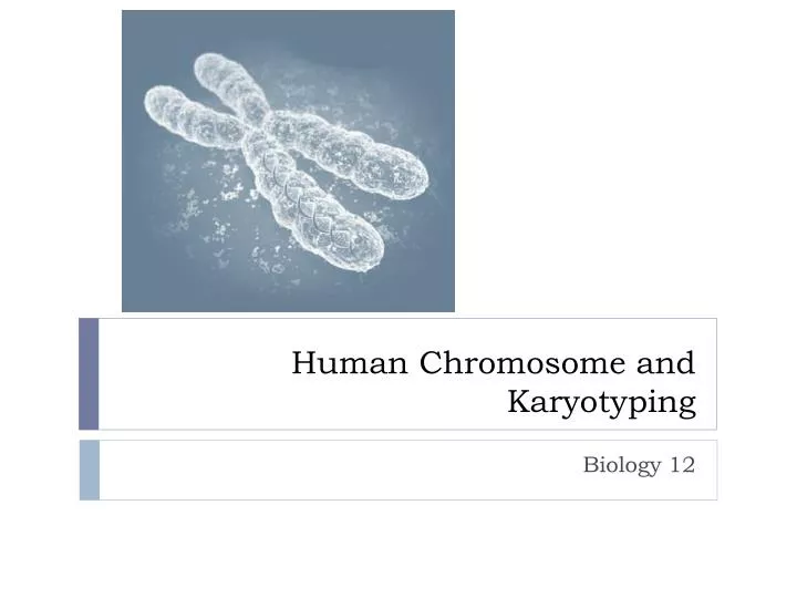 human chromosome and karyotyping
