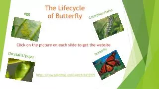 The Lifecycle of Butterfly