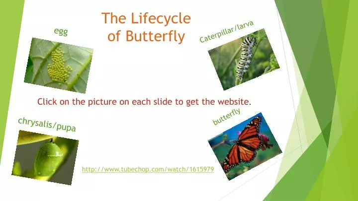 the lifecycle of butterfly