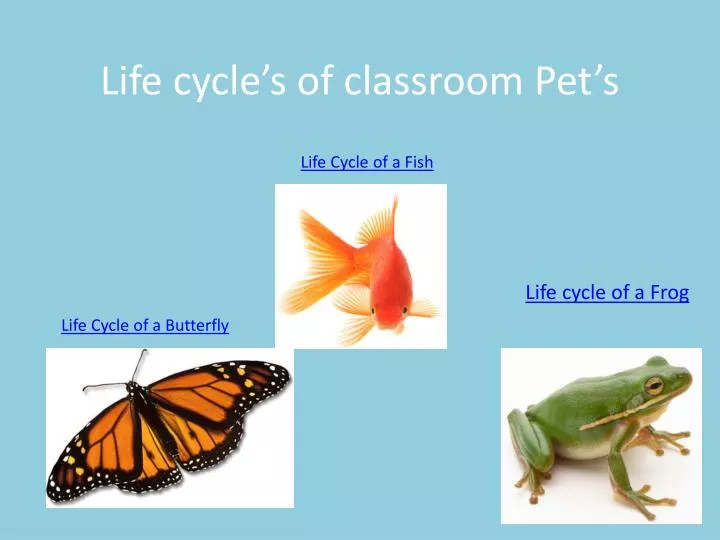 life cycle s of classroom pet s
