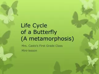 Life Cycle of a Butterfly (A metamorphosis)