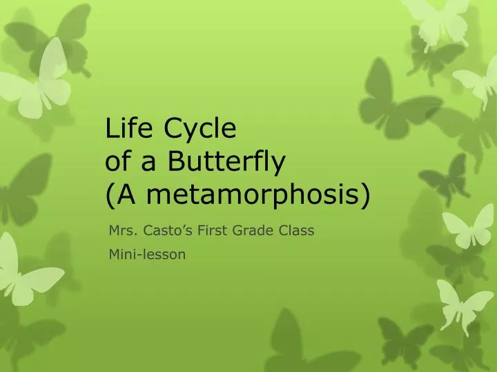 life cycle of a butterfly a metamorphosis