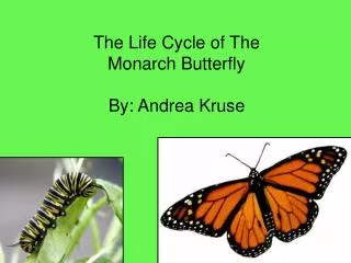 The Life Cycle of The Monarch Butterfly By: Andrea Kruse