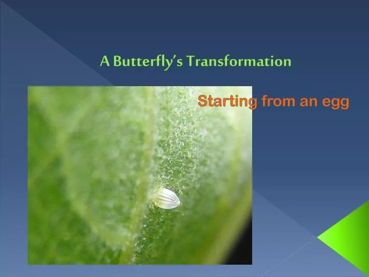 a butterfly s transformation