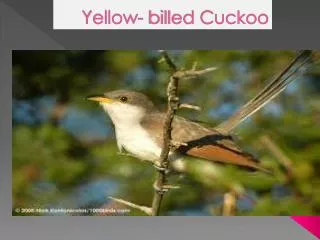 Yellow- billed Cuckoo