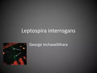 Leptospira interrogans