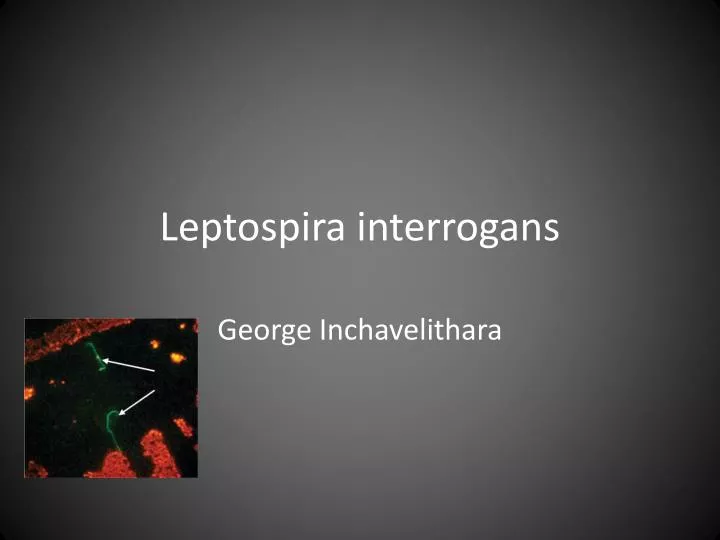 leptospira interrogans