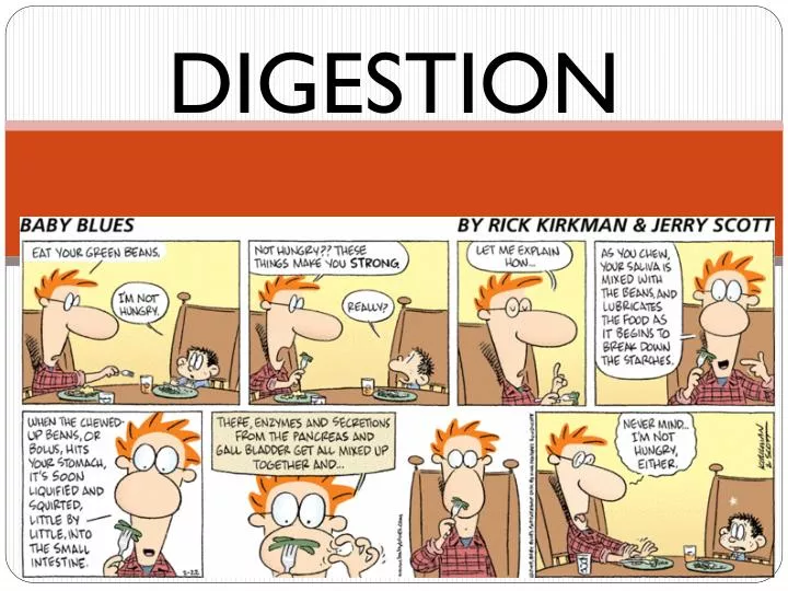 digestion