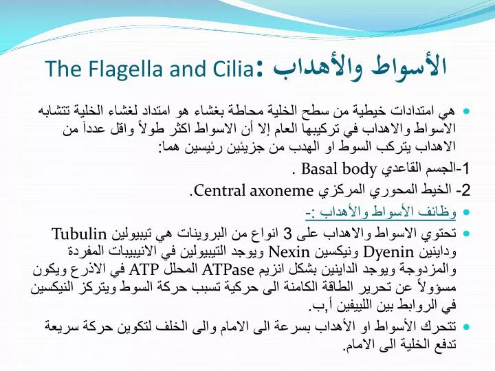 the flagella and cilia