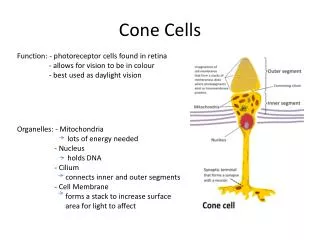 Cone Cells