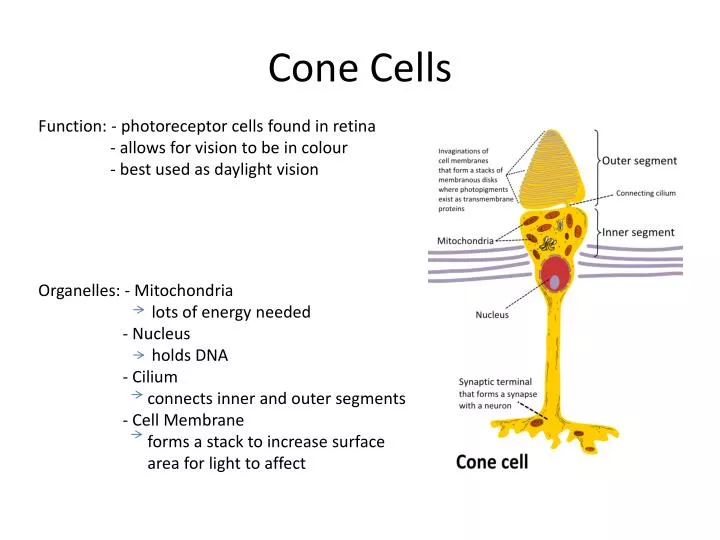 cone cells
