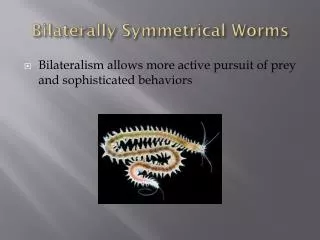 Bilaterally Symmetrical Worms