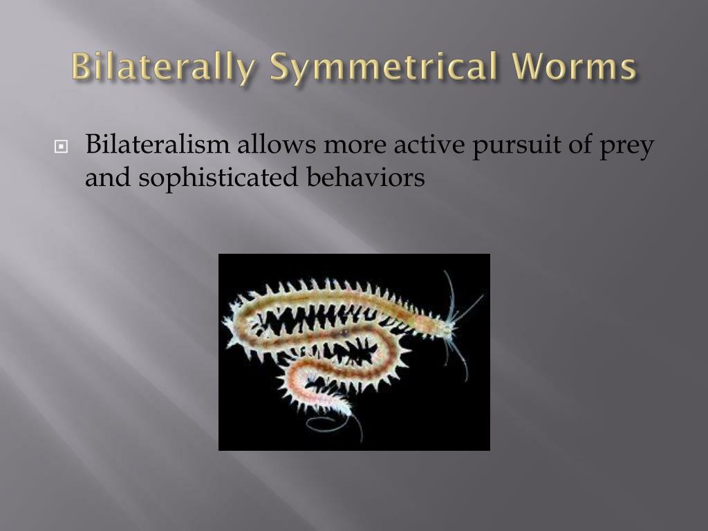 PPT - Bilaterally Symmetrical Worms PowerPoint Presentation, free ...
