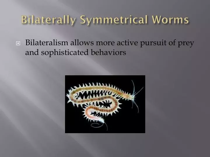 bilaterally symmetrical worms