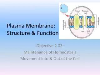 Plasma Membrane: Structure &amp; Function