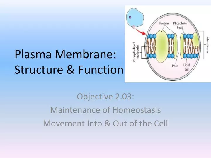 plasma membrane structure function