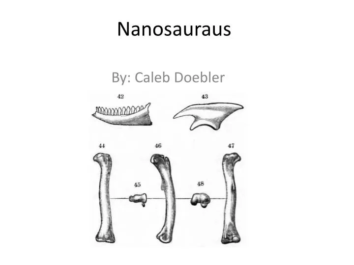 nanosauraus