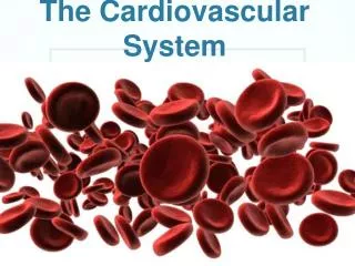 The Cardiovascular System