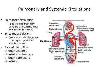 Pulmonary and Systemic Circulations