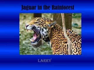 Jaguar in the Rainforest