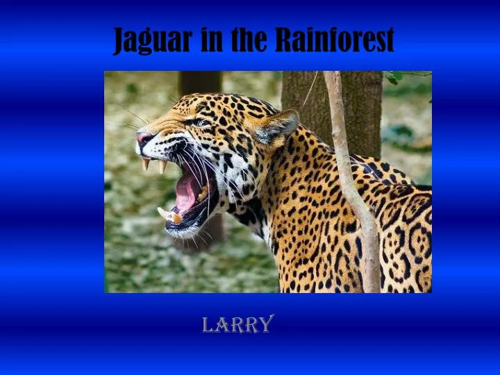 jaguar in the rainforest