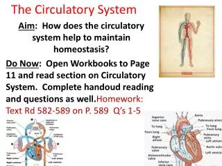 The Circulatory System