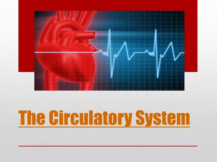 the circulatory system